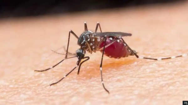 Dengue