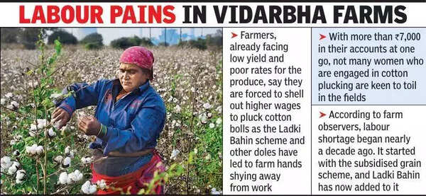 Ladki Bahin dole in pocket, women farm-hands dodge harvest season.