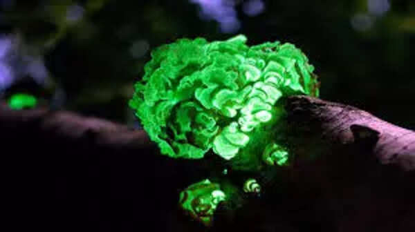 mushroom