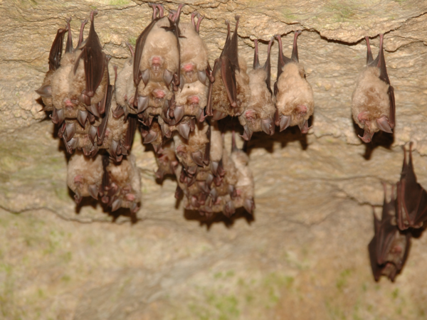 Vampire bats: The truth behind their blood-sucking diet and how they