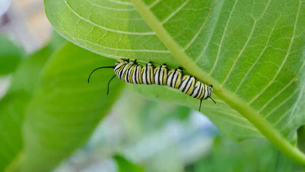 CATERPILLAR