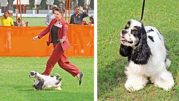 (L) Ksenia with Kimchi, an American Cocker Spaniel who stole the show