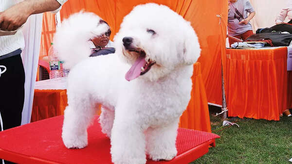 A dog at the show (BCCL)