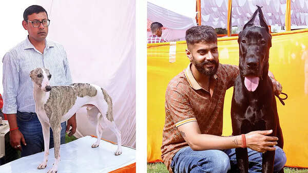 (L) An owner proudly displays his pet, whippet (R) Gavrav Singh poses with Cloy, a Great Dane
