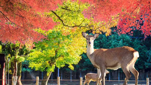 japandeer