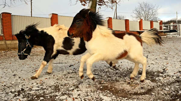 Ponies