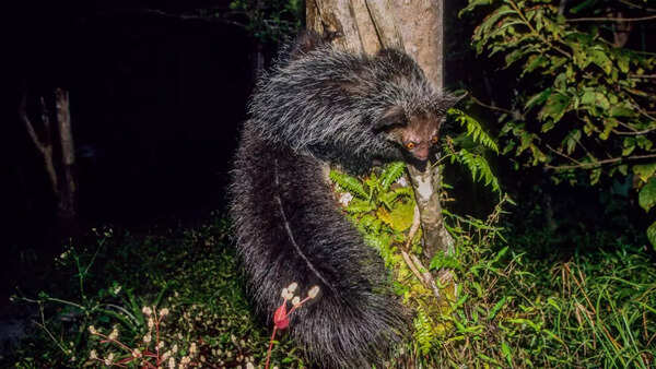 Aye aye the nocturnal creature