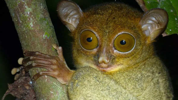 The tarsier: Big-eyed nocturnal primates