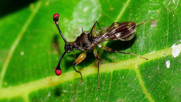 Stalk-eyed flies: eyes on stems