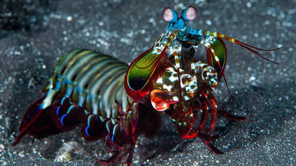 Mantis Shrimp: Super eyes with colorful vision