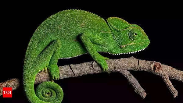 Chameleon: Eyes with built-in camouflage