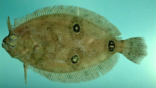 Flounder: The fish with the wandering eyes