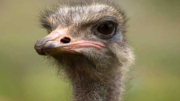 Ostrich: Eyes bigger than his brain