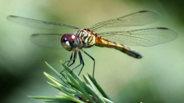 Dragonflies: Compound eyes for precision