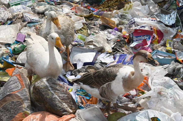 Taimoor Nagar drain