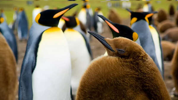 Representative image, King penguin
