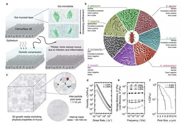 An in vitro 3D growth matrix with tunable viscoelastic properties | Credit: NCBS