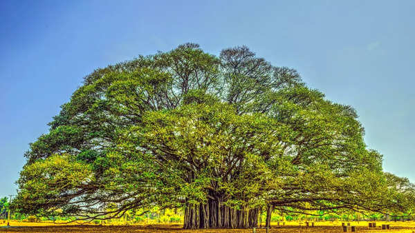 Banyan Tree