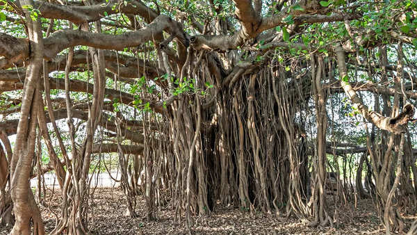 Banyan Tree