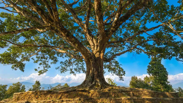 Peepal Tree