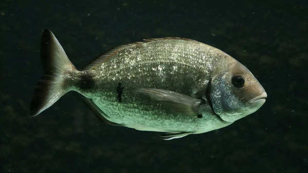 Salema Porgy fish