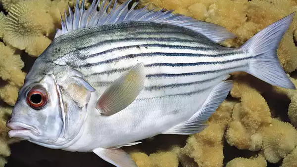 Salema Porgy fish