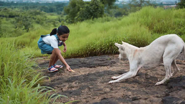Compassion for stray dogs