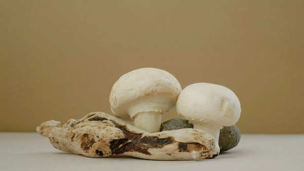 white button mushroom