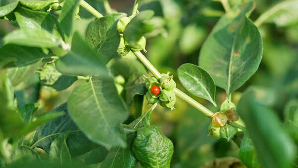Love Ashwagandha tea? How to grow it in your balcony - The Times of India