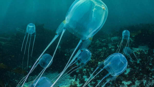 Box Jellyfish