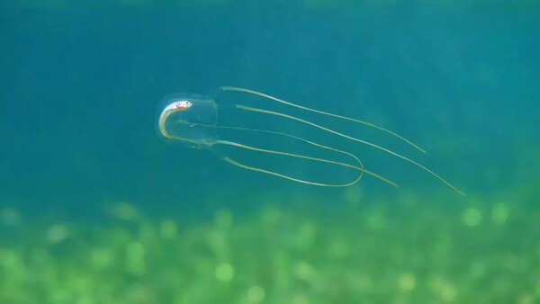 Irukandji Jellyfish