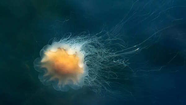 Lion's mane jellyfish