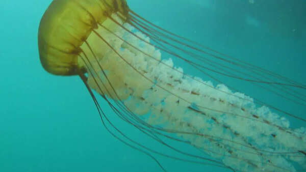 Sea nettle jellyfish