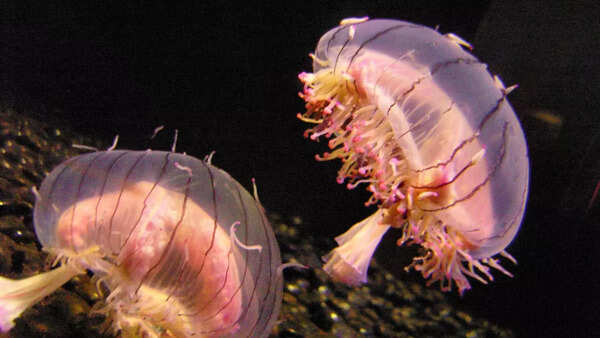 Flower hat jellyfish