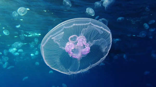 Moon jellyfish