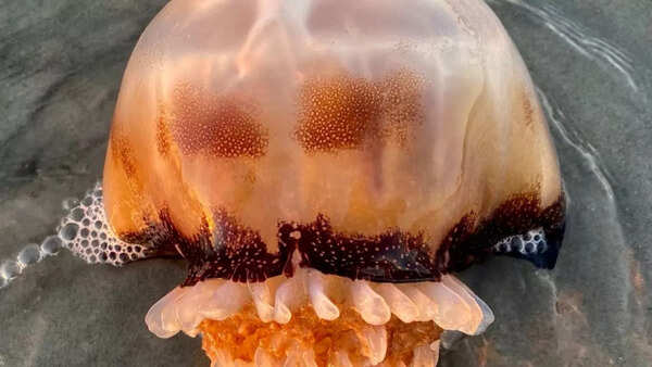 Cannonball jellyfish