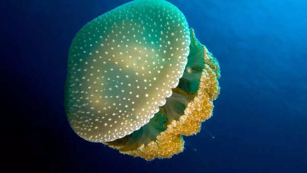 Australian spotted jellyfish