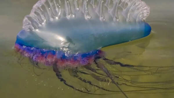 Portuguese Man O' War