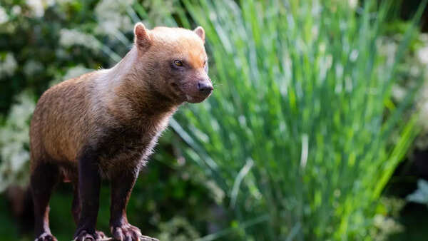 Meet Bush Dog, one of the most rare and elusive canines - Times of India