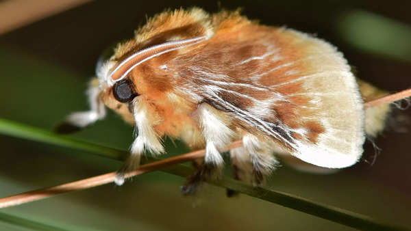 Southern flannel moth (Credits: Canva)