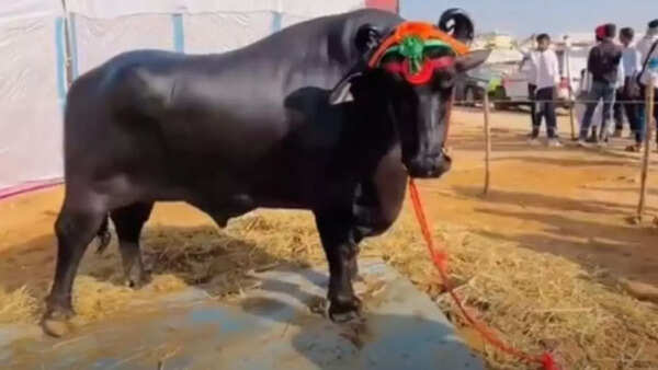 One look at Anmol and we know why it is the most expensive buffalo in ...