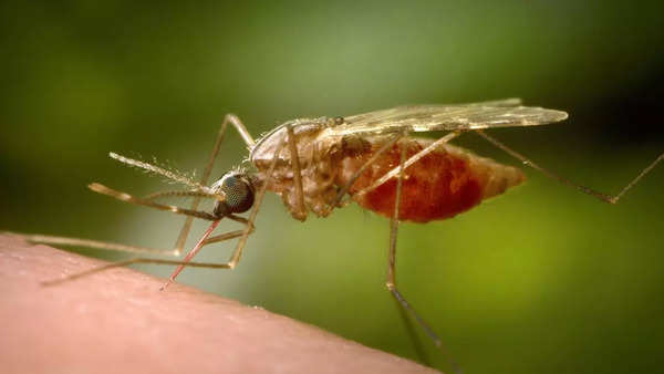 Malaria (1)