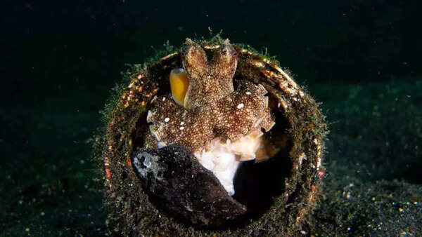 Coconut octopus (1)