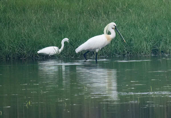Little Egret (L) & Eurasian Spoonbill (R) (183A4495)