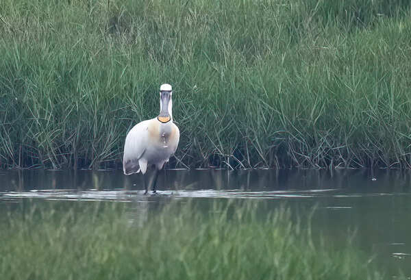 Eurasian Spoonbill (183A4503)