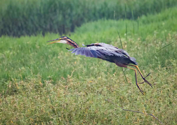Purple Heron (183A4511)