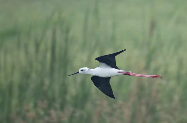 Black-winged Stilt (183A4478)