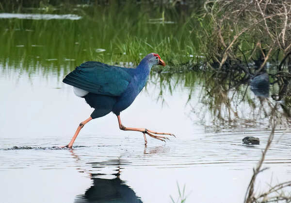 Grey-headed Swamphen (183A4508)