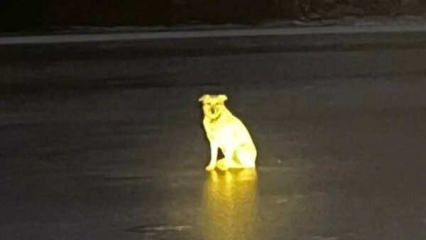 Dog waiting for her owner