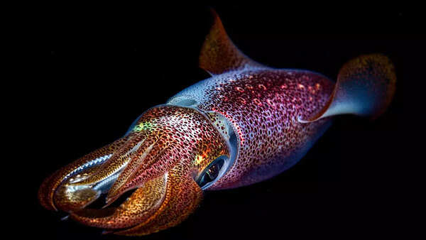 Colossal Squid